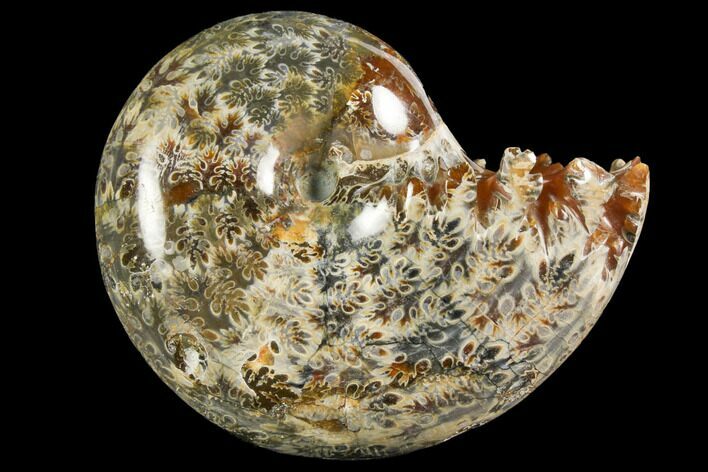 Polished, Agatized Ammonite (Phylloceras?) - Madagascar #149190
